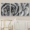 SIGNWIN Framed Canvas Wall Art Houseleek Petal Pattern Botanical Succulent Photography Minimalism Contemporary Closeup Dramatic Black and White for Living Room, Bedroom, Office - 16"x24"x3 White view 3