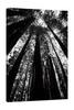 Jaxson Rea "The Stand BW Gallery Wrapped Canvas by Debra Van Swearingen, 12" x 18" view 1