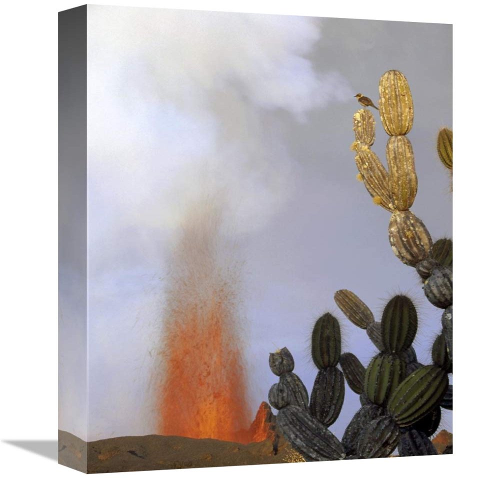 12 x 18 in. Galapagos Mockingbird ATOP Giant Candelabra Cactus Near Eruption, Galapagos Art Print - Tui De Roy