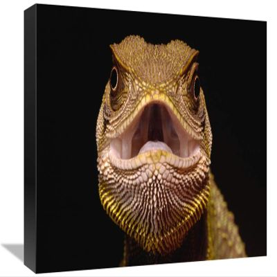 12 x 18 in. Bocourts Dwarf Iguana, Esmeraldas, Choco Rainforest, Ecuador Art Print - Pete Oxford