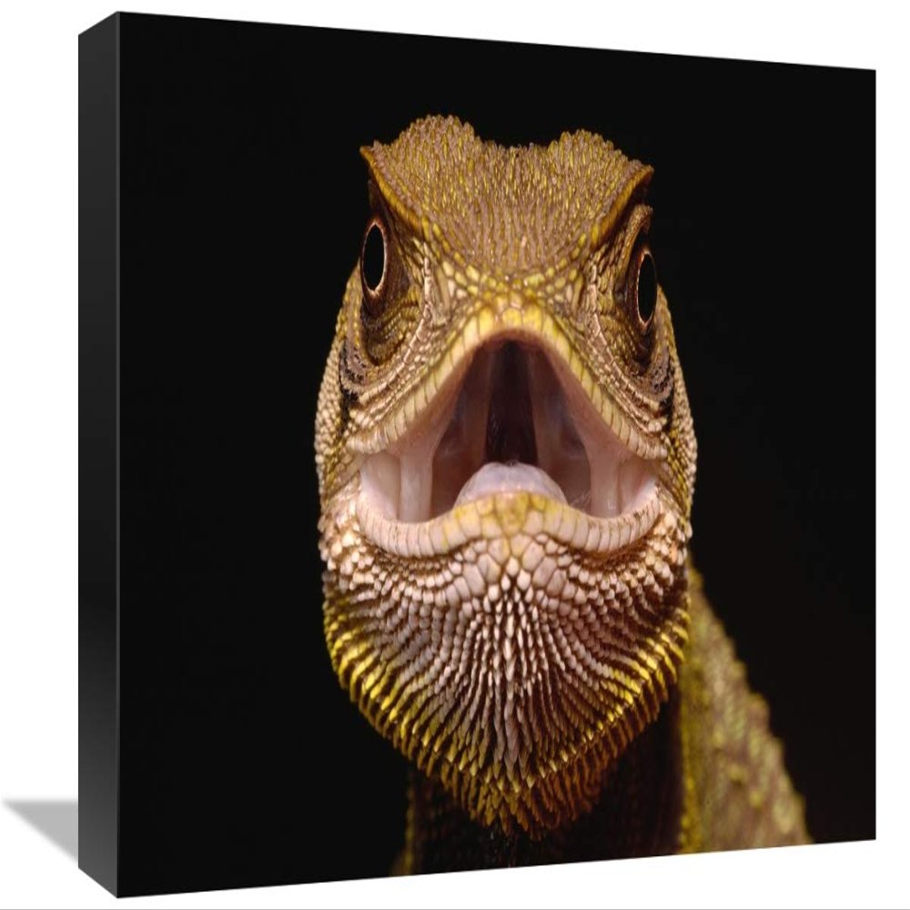 12 x 18 in. Bocourts Dwarf Iguana, Esmeraldas, Choco Rainforest, Ecuador Art Print - Pete Oxford