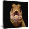 12 x 18 in. Bocourts Dwarf Iguana, Esmeraldas, Choco Rainforest, Ecuador Art Print - Pete Oxford view 1