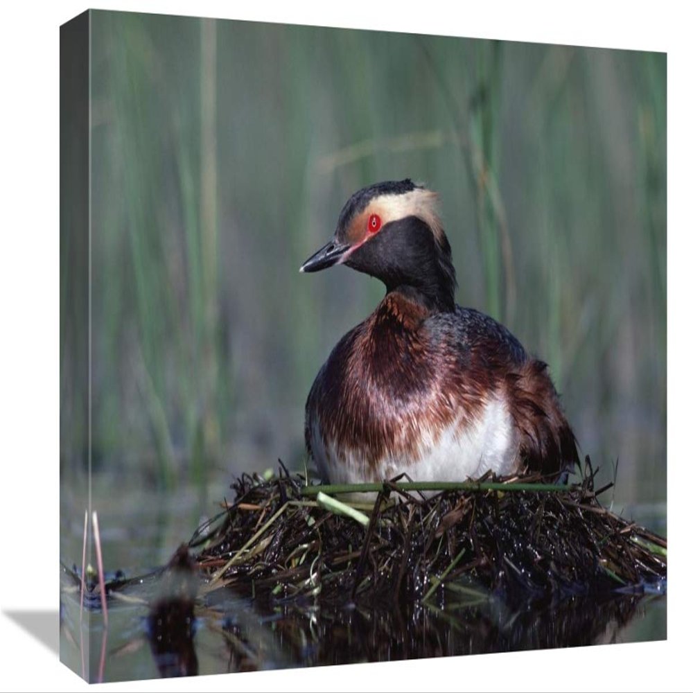 12 x 18 in. Horned Grebe Parent Incubating Eggs on Floating Nest, North America Art Print - Tim Fitzharris