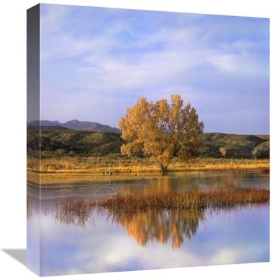 12 x 16 in. Sandhill Crane Flock in Pond, Bosque Del Apache National Wildlife Refuge, New Mexico Art Print - Tim Fitzharris