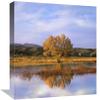 12 x 16 in. Sandhill Crane Flock in Pond, Bosque Del Apache National Wildlife Refuge, New Mexico Art Print - Tim Fitzharris view 1