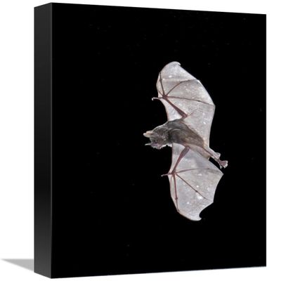 12 x 18 in. Sebas Short-Tailed Bat Flying, Michigan Art Print - Steve Gettle