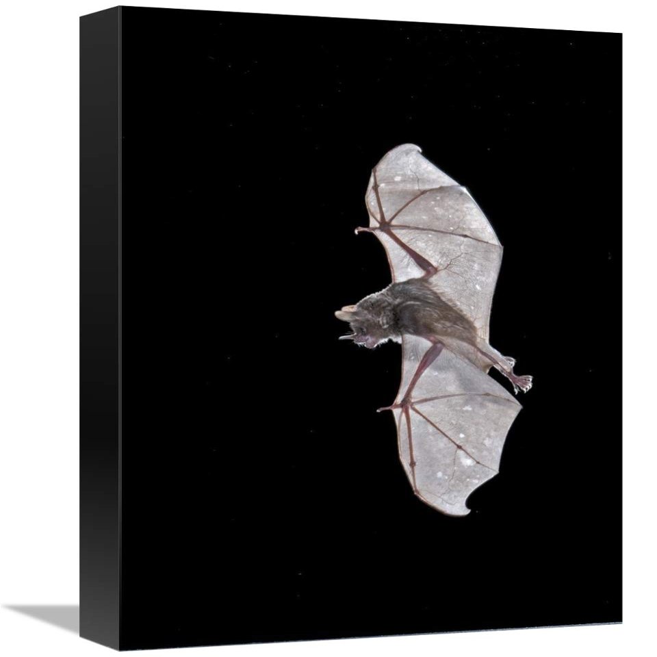 12 x 18 in. Sebas Short-Tailed Bat Flying, Michigan Art Print - Steve Gettle