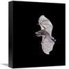 12 x 18 in. Sebas Short-Tailed Bat Flying, Michigan Art Print - Steve Gettle view 1