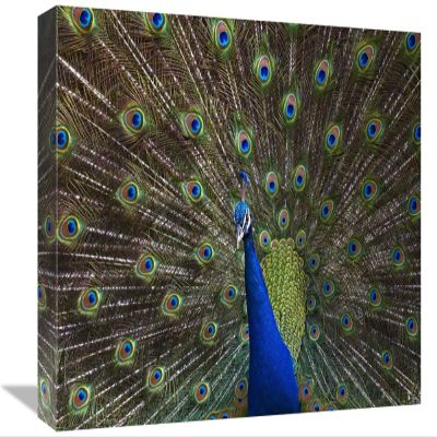 12 x 18 in. Indian Peafowl Male with Tail Fanned Out in Courtship Display, Native to Asia Art Print - Tim Fitzharris