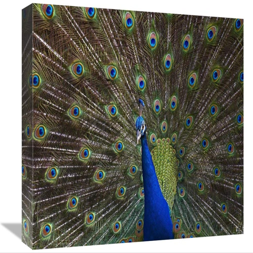 12 x 18 in. Indian Peafowl Male with Tail Fanned Out in Courtship Display, Native to Asia Art Print - Tim Fitzharris