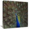 12 x 18 in. Indian Peafowl Male with Tail Fanned Out in Courtship Display, Native to Asia Art Print - Tim Fitzharris view 1