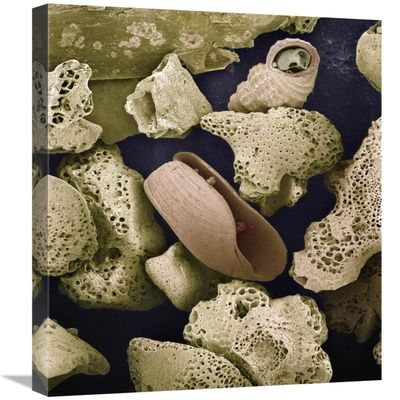 20 x 24 in. Foraminiferans, Molluscs & Other Bryozoans Found on Beach in Formentera, Balearic Islands, Spain Art Print - Albert Lleal