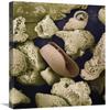20 x 24 in. Foraminiferans, Molluscs & Other Bryozoans Found on Beach in Formentera, Balearic Islands, Spain Art Print - Albert Lleal view 1