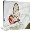 12 x 18 in. Pink-Tipped Clearwing Satyr Butterfly, Mindo, Western Slope of Andes, Ecuador Art Print - James Christensen view 1