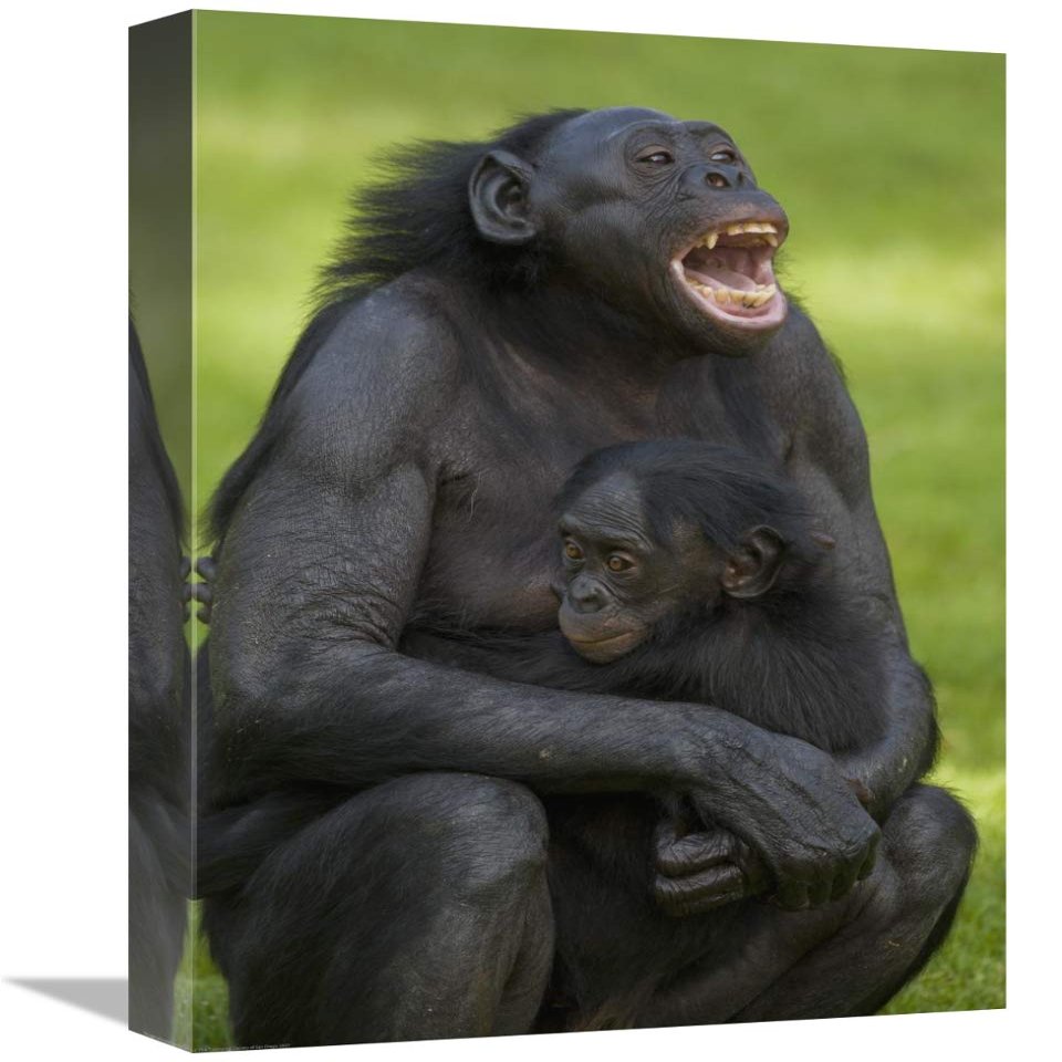 12 x 18 in. Bonobo Mother & Baby, Native to Africa Art Print - San Diego Zoo