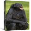 12 x 18 in. Bonobo Mother & Baby, Native to Africa Art Print - San Diego Zoo view 1