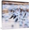 20 x 30 in. Snow Goose Flock Flying Over Wetland, Bosque Del Apache NWR, New Mexico Art Print - Konrad Wothe view 1