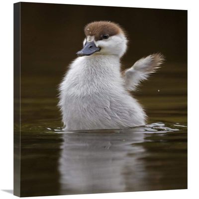 24 x 36 in. Paradise Shelduck Chick Flapping Wings, Karori Wildlife Sanctuary, Wellington, New Zealand Art Print - Mark Hughes