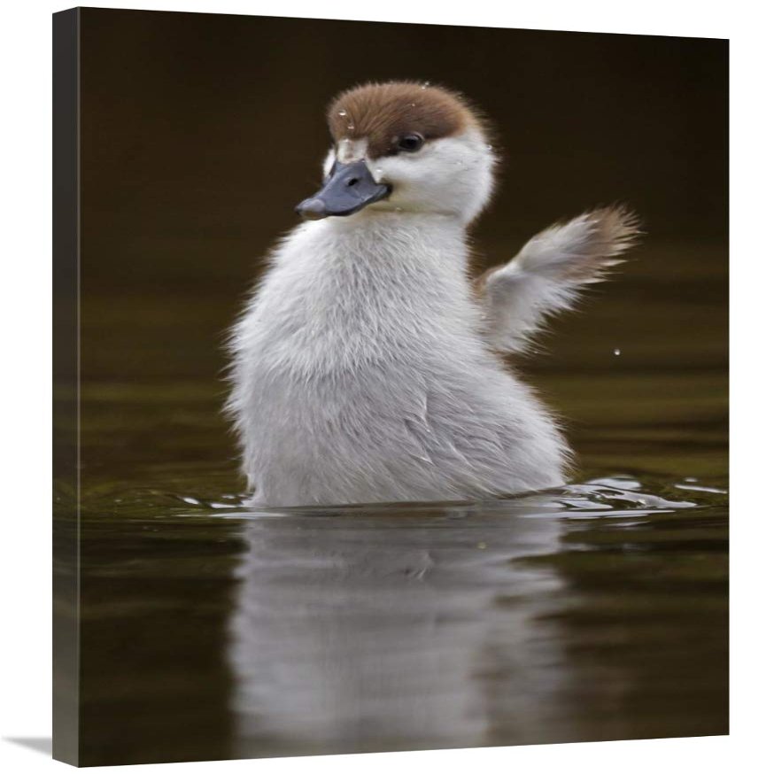 24 x 36 in. Paradise Shelduck Chick Flapping Wings, Karori Wildlife Sanctuary, Wellington, New Zealand Art Print - Mark Hughes