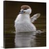 24 x 36 in. Paradise Shelduck Chick Flapping Wings, Karori Wildlife Sanctuary, Wellington, New Zealand Art Print - Mark Hughes view 1