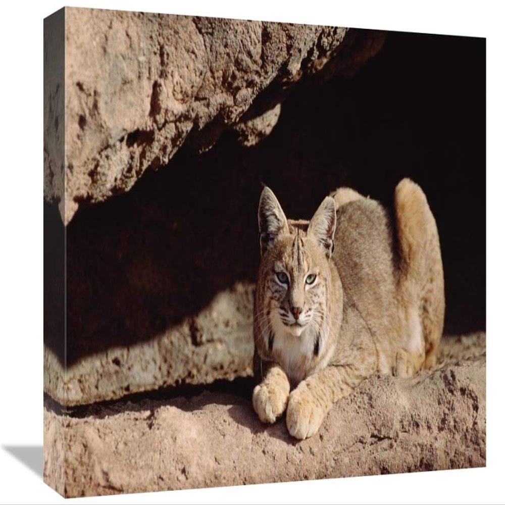 12 x 18 in. Bobcat Adult Resting on Rock Ledge, North America Art Print - Tim Fitzharris
