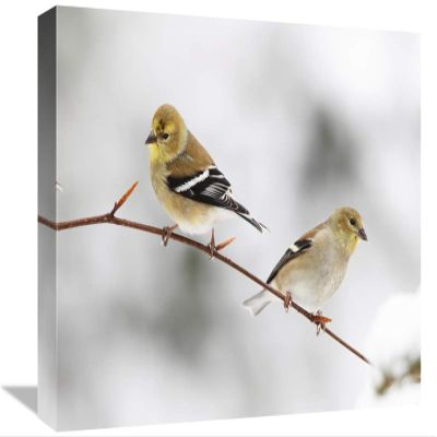 12 x 18 in. American Goldfinch Pair, Nova Scotia, Canada Art Print - Scott Leslie