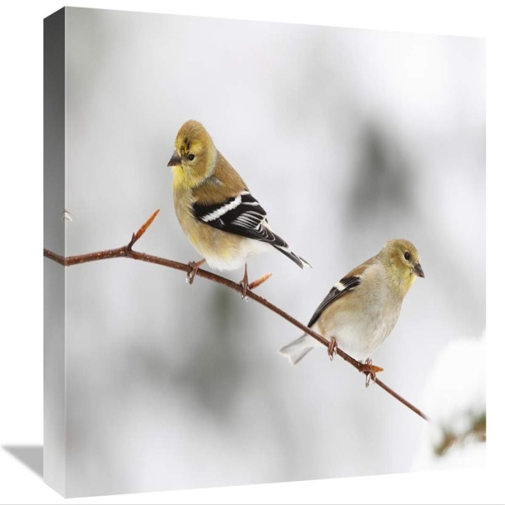 12 x 18 in. American Goldfinch Pair, Nova Scotia, Canada Art Print - Scott Leslie