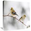 12 x 18 in. American Goldfinch Pair, Nova Scotia, Canada Art Print - Scott Leslie view 1
