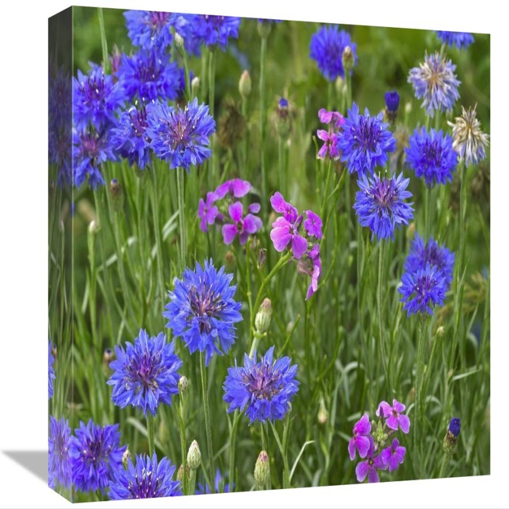12 x 16 in. Cornflower & Pointed Phlox Blooming in Grassy Field, North America Art Print - Tim Fitzharris