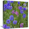 12 x 16 in. Cornflower & Pointed Phlox Blooming in Grassy Field, North America Art Print - Tim Fitzharris view 1