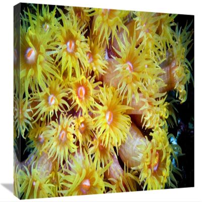 16 x 24 in. Orange Cup Coral, Red Sea, Egypt Art Print - Dray Van Beeck