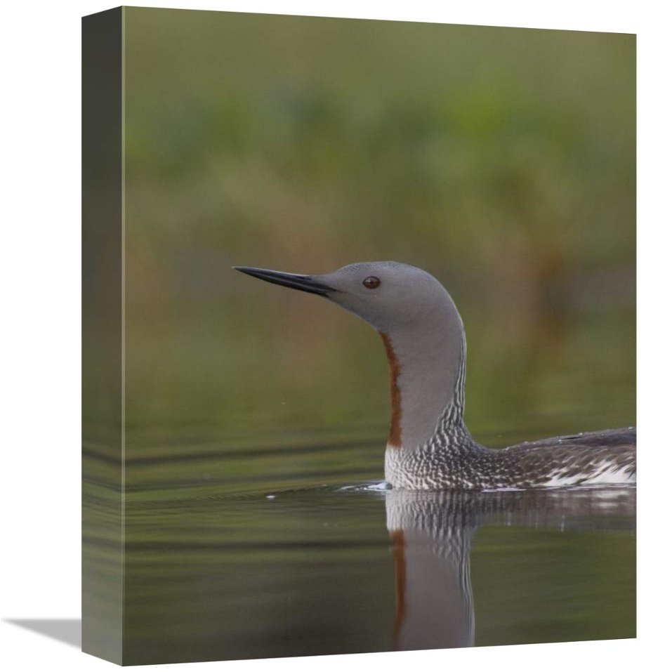 12 x 18 in. Red-Throated Loon in Breeding Plumage, Alaska Art Print - Michael Quinton