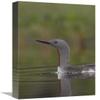 12 x 18 in. Red-Throated Loon in Breeding Plumage, Alaska Art Print - Michael Quinton view 1