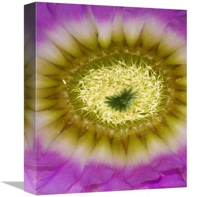 12 x 18 in. Lace Hedgehog Cactus Flower Detail Showing Pistil & Stamens, Red Corral Ranch, Texas Art Print - Suzi Eszterhas