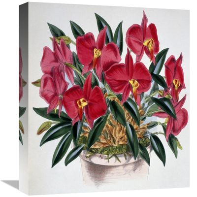 16 in. Sophronitis Grandiflora Art Print - Samuel Jennings