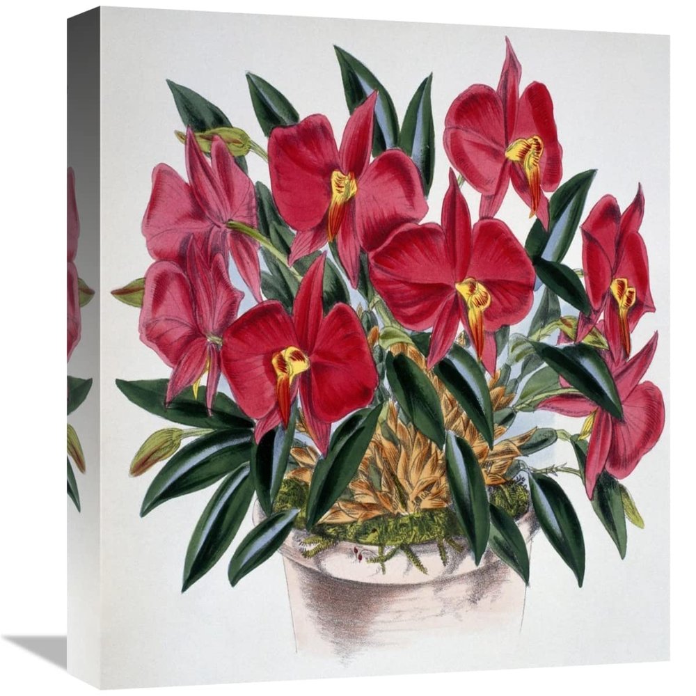 16 in. Sophronitis Grandiflora Art Print - Samuel Jennings