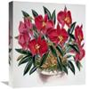 16 in. Sophronitis Grandiflora Art Print - Samuel Jennings view 1