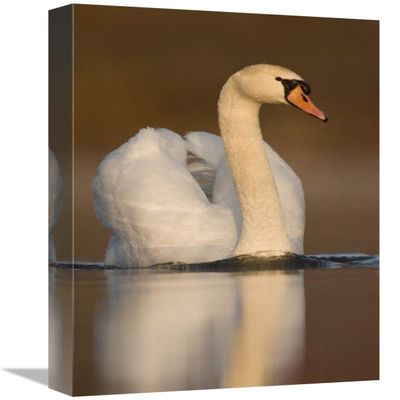 12 x 18 in. Mute Swan Swimming, Kensington Metropark, Milford, Michigan Art Print - Steve Gettle