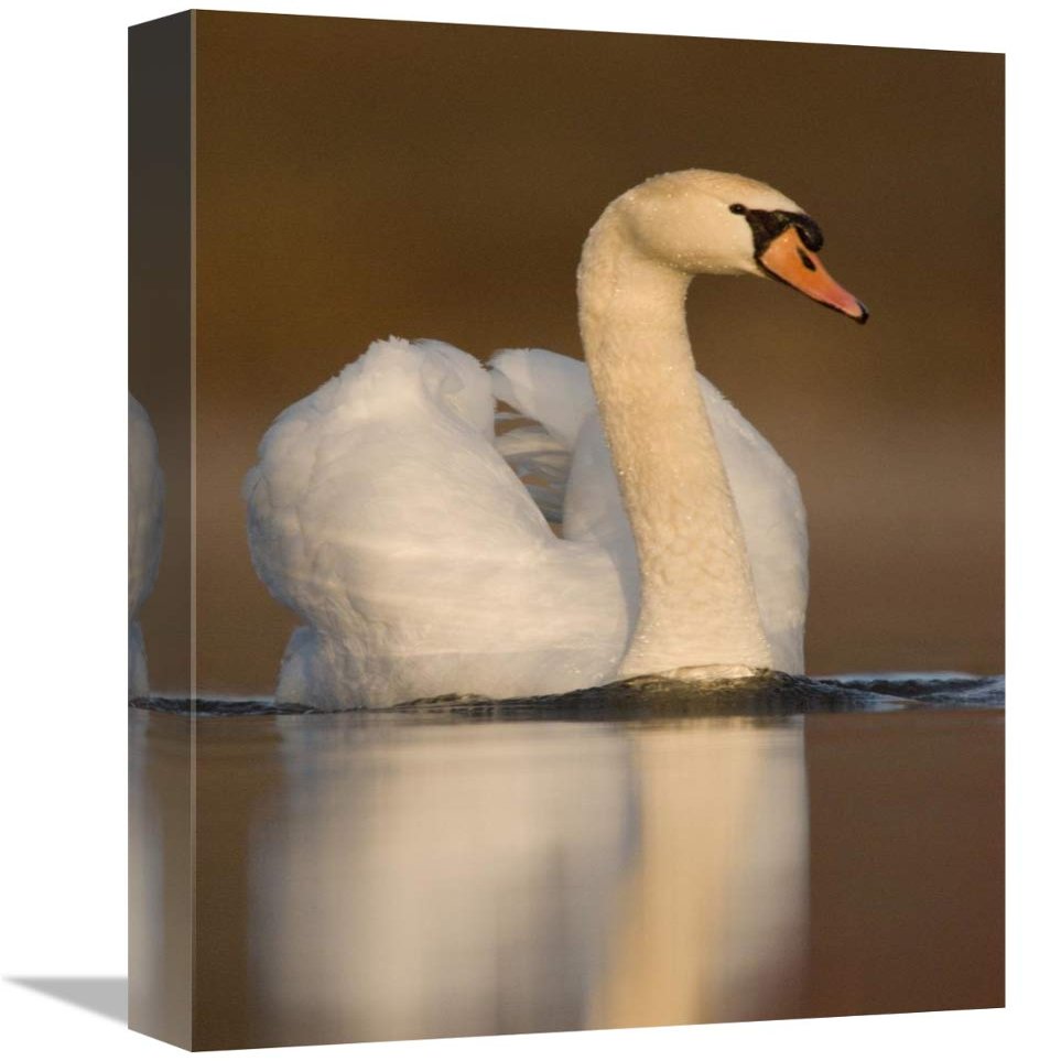 12 x 18 in. Mute Swan Swimming, Kensington Metropark, Milford, Michigan Art Print - Steve Gettle