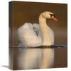 12 x 18 in. Mute Swan Swimming, Kensington Metropark, Milford, Michigan Art Print - Steve Gettle view 1