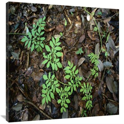 24 x 36 in. Serjania Runner Puts Out Compound Leaves Alternately to Avoid Overlap, Barro Colorado Island, Panama Art Print - Christian Ziegler
