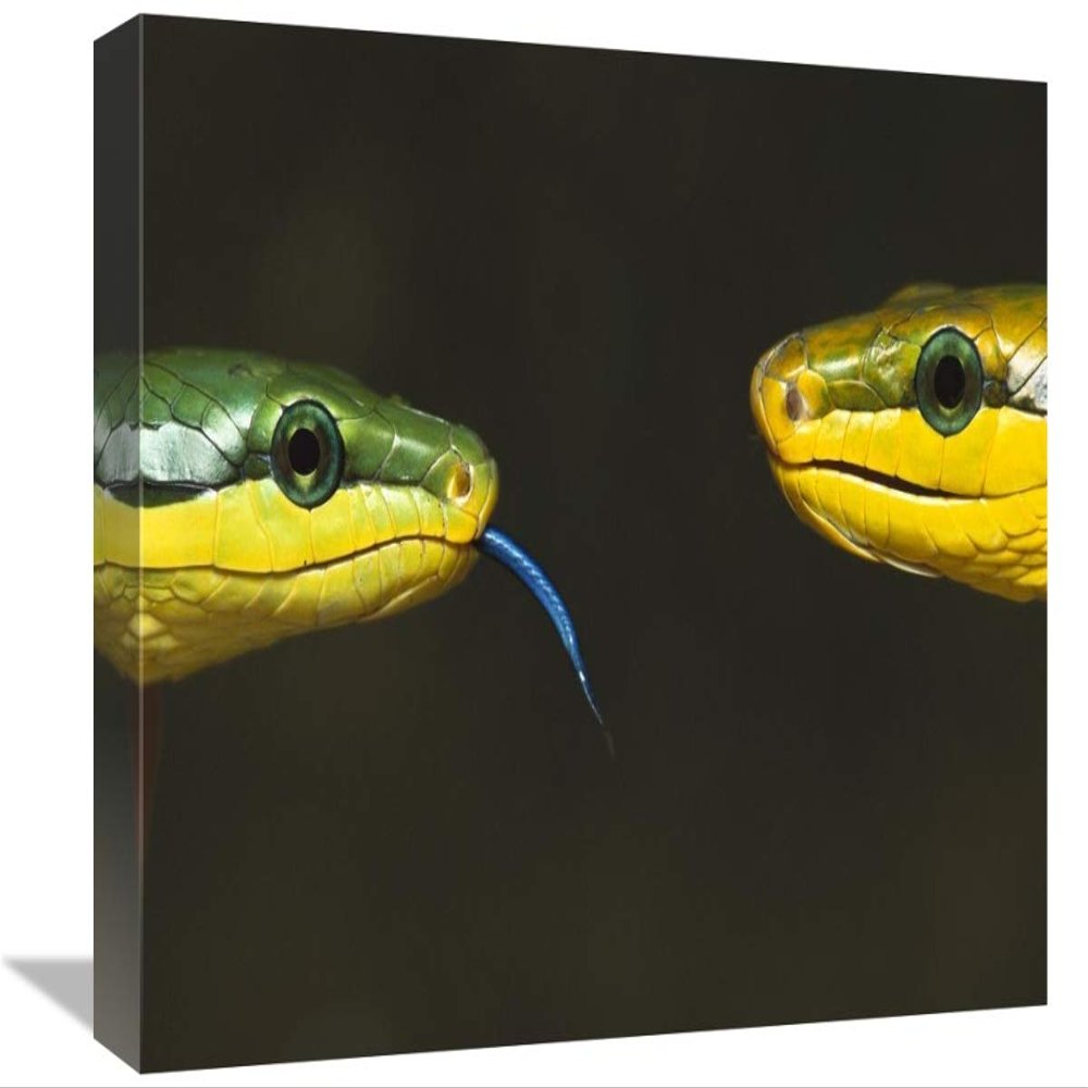 12 x 18 in. Colubrid Snakes Making Initial Contact to Identify Friend, Enemy or Prey Art Print - Heidi and Hans-Juergen Koch