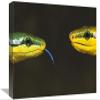 12 x 18 in. Colubrid Snakes Making Initial Contact to Identify Friend, Enemy or Prey Art Print - Heidi and Hans-Juergen Koch view 1