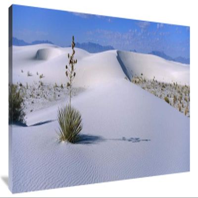 40 in. Soaptree Yucca in Gypsum Dunes, White Sands National Monument, New Mexico Art Print - Konrad Wothe