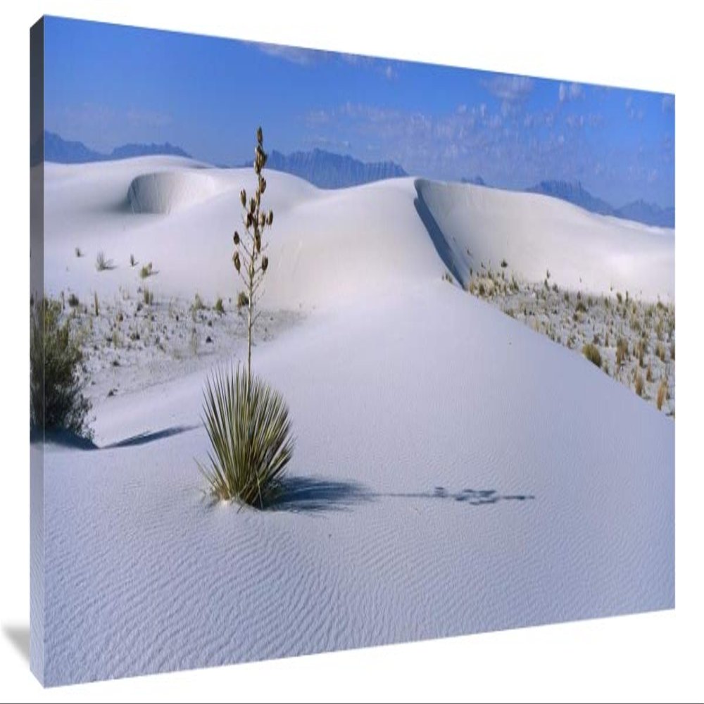 40 in. Soaptree Yucca in Gypsum Dunes, White Sands National Monument, New Mexico Art Print - Konrad Wothe