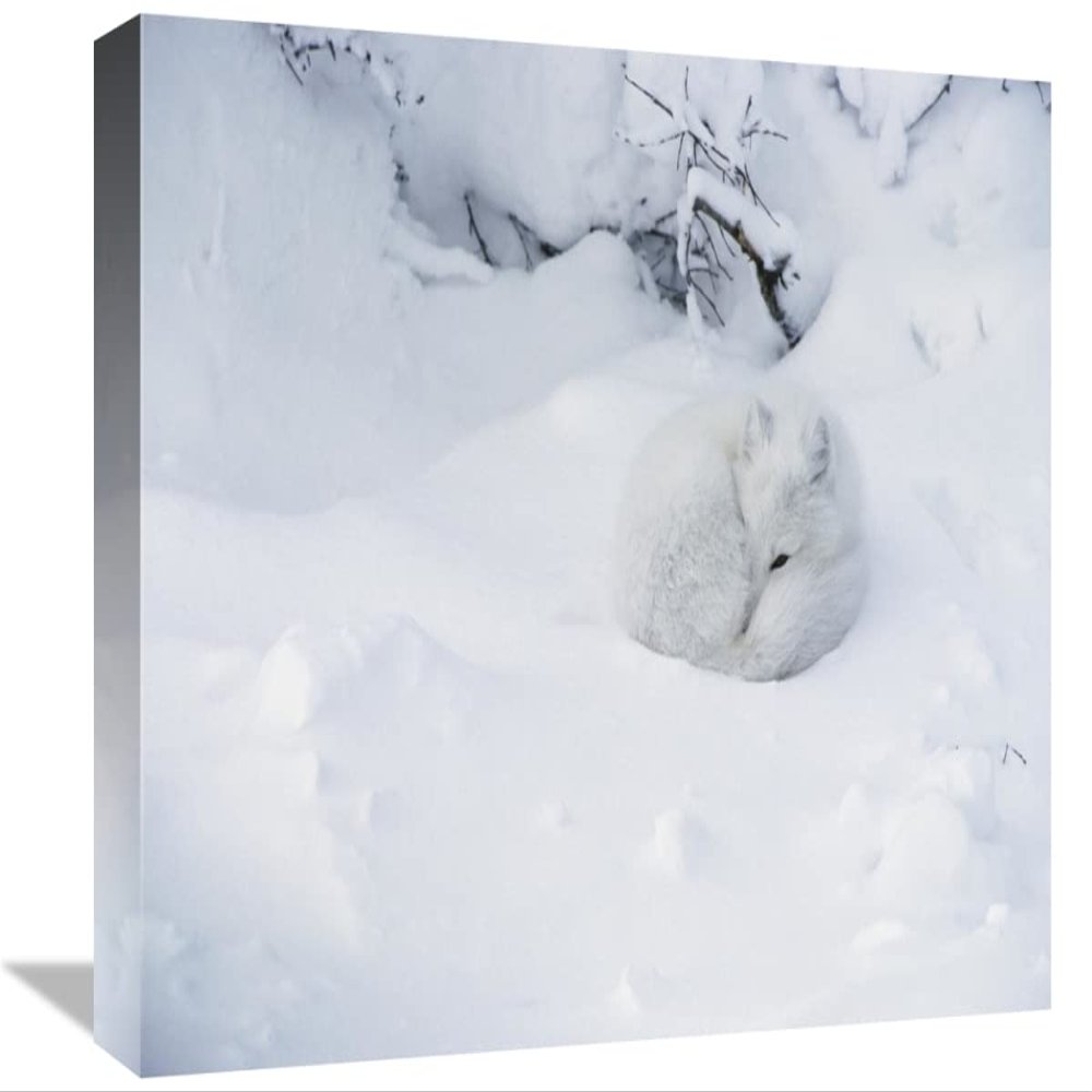 12 x 18 in. Arctic Fox Curled Up in The Snow, Churchill, Manitoba, Canada Art Print - Matthias Breiter