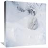 12 x 18 in. Arctic Fox Curled Up in The Snow, Churchill, Manitoba, Canada Art Print - Matthias Breiter view 1
