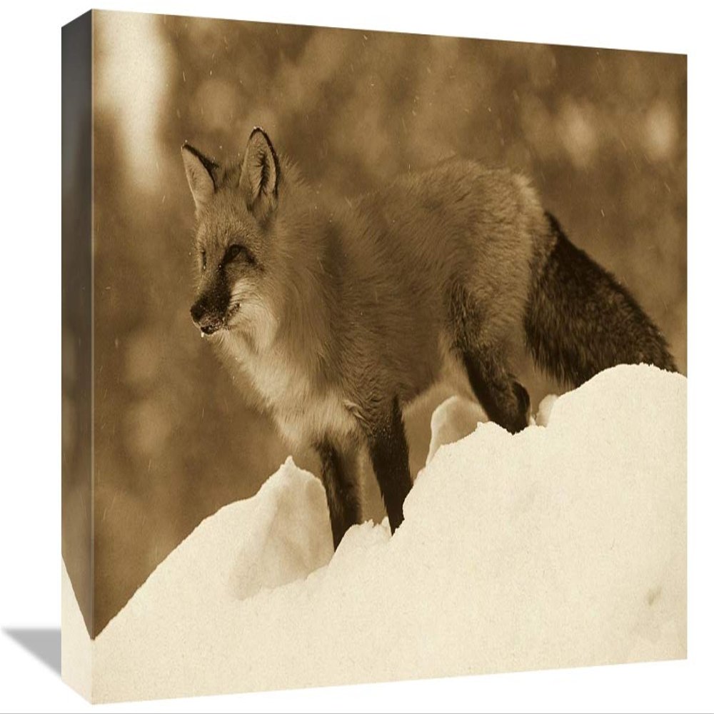 12 x 18 in. Red Fox Standing at The Top of A Snow Bank, Montana - Sepia Art Print - Tim Fitzharris