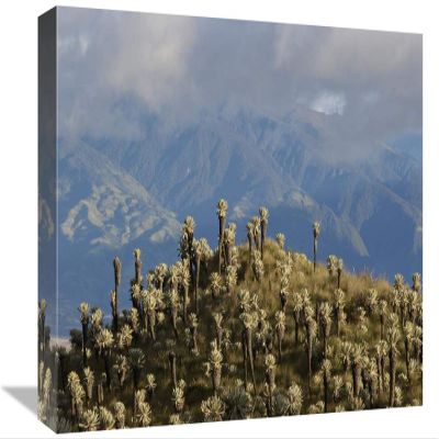 12 x 18 in. Paramo Flower, El Angel Reserve, Northeastern Ecuador Art Print - Pete Oxford