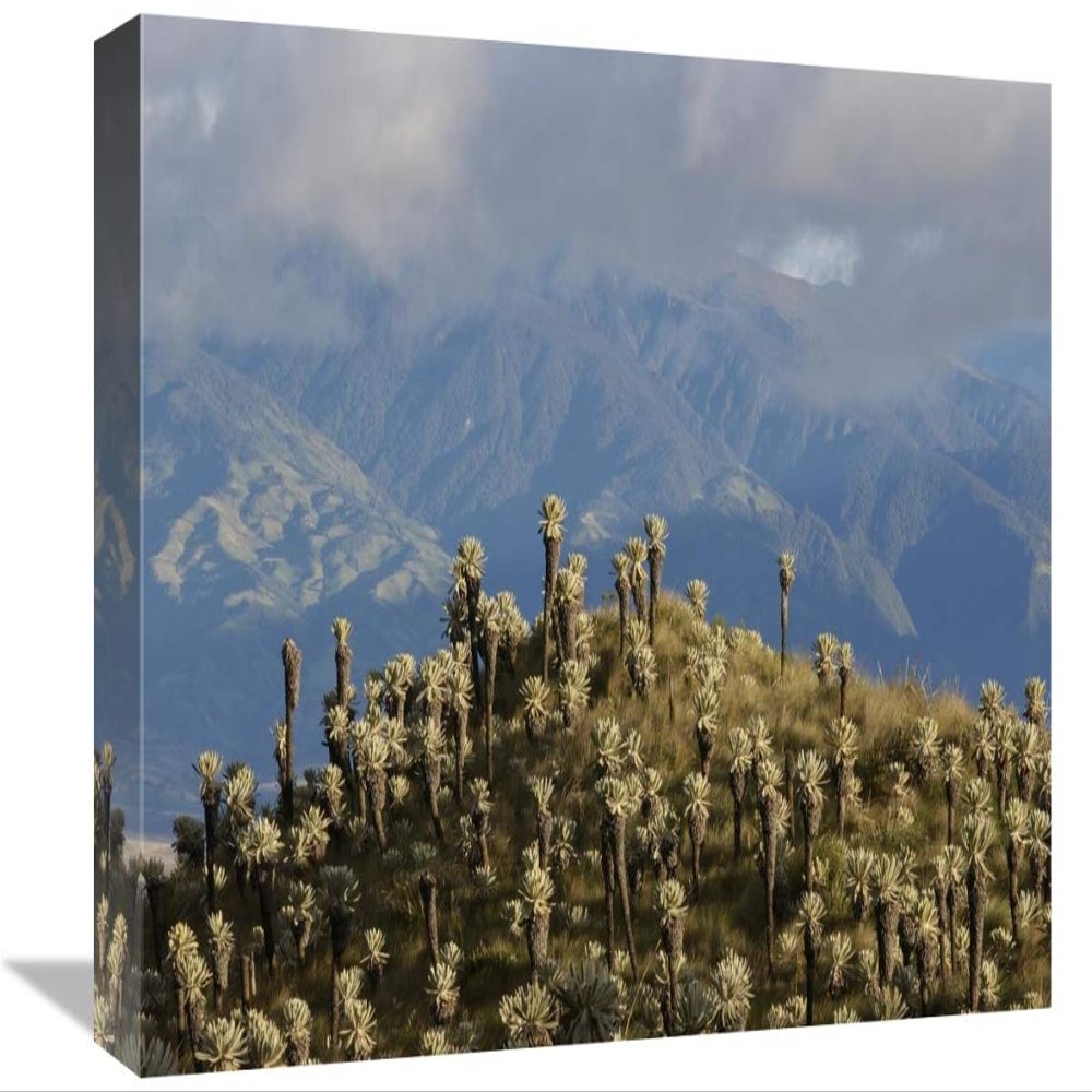 12 x 18 in. Paramo Flower, El Angel Reserve, Northeastern Ecuador Art Print - Pete Oxford